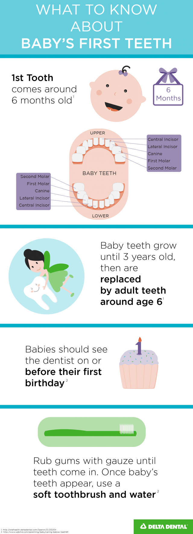 What to know about baby's first teeth infographic