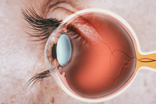 Seeing the science behind the eyes